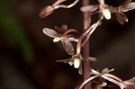 Cranefly orchid