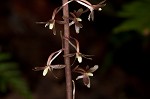 Cranefly orchid