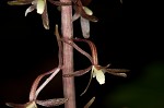 Cranefly orchid