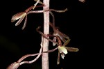 Cranefly orchid