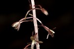 Cranefly orchid