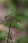 Cranefly orchid