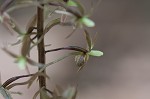 Cranefly orchid