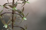 Cranefly orchid