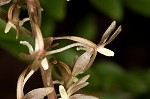 Cranefly orchid