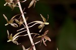 Cranefly orchid