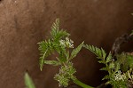 Knotted hedgeparsley