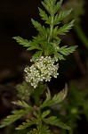 Knotted hedgeparsley