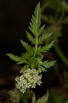 Knotted hedgeparsley