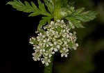 Knotted hedgeparsley