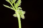 Knotted hedgeparsley