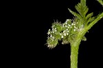 Knotted hedgeparsley