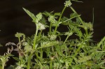 Knotted hedgeparsley