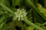 Knotted hedgeparsley