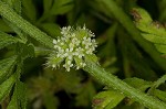 Knotted hedgeparsley