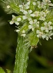 Knotted hedgeparsley