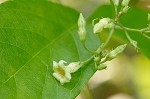 Climbing dogbane