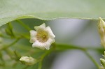 Climbing dogbane