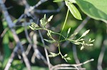 Climbing dogbane