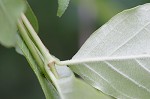 Climbing dogbane