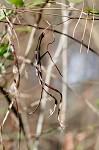 Climbing dogbane