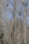 Climbing dogbane