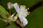 Ozark spiderwort