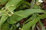 Ozark spiderwort