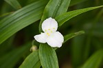 Ozark spiderwort