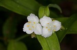 Ozark spiderwort