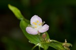 Ozark spiderwort