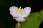 Ozark spiderwort