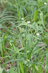 Ozark spiderwort