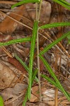 Wavyleaf noseburn