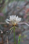 Yellow salsify