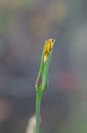 Yellow salsify