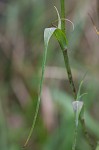 Yellow salsify