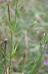 Yellow salsify