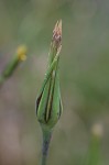 Yellow salsify