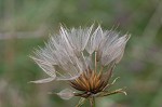 Yellow salsify