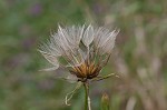 Yellow salsify