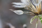 Yellow salsify