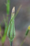 Yellow salsify