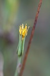 Yellow salsify