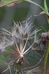 Yellow salsify