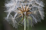 Yellow salsify