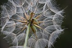 Yellow salsify