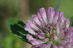 Red clover