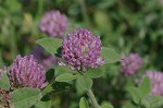 Red clover