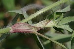 Red clover